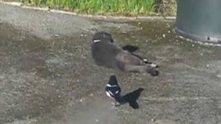 Magpie playing with a cats tail  Skjære leker med en katts hale [upl. by Adnwahsal45]