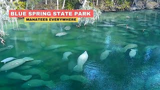 Blue Spring Florida Manatees State Park [upl. by Silvia]