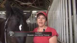 Horse breed 101  The Percheron [upl. by Magdaia]