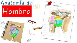 🏅Anatomía del Hombro  Fácil y didáctico [upl. by Atiuqihc252]