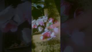 Diy rose flowers 💐 khushiolivia craftes video [upl. by Lyle]