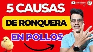 😲5 FACTORES QUE CAUSAN LA RONQUERA EN LOS POLLOS DE ENGORDE🤯POLLOS CON RONQUERACAUSASOLUCIÓN💰 [upl. by Trevah693]