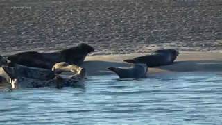 Seals Excursion Zeehondentocht Eierlandse Gat Rederij de Vriendschap Texel 282018 [upl. by Aidnic]