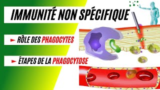 La phagocytose comment les phagocytes détruisent les bactéries [upl. by Elleirad]