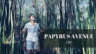 CYPERUS PAPYRUS AVENUE  DIY  Borneo [upl. by Alla]