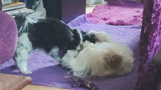 Shih Tzu Zone Fighting Shih Tzus [upl. by Romelda521]