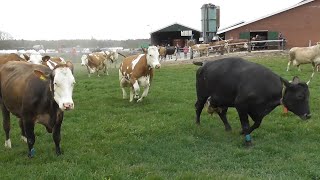 Happy Fleckvieh cattle [upl. by Ainerbas]