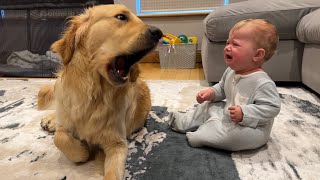 Golden Retriever Pup Makes Baby Cry But Says Sorry Cutest Ever [upl. by Lathrop]