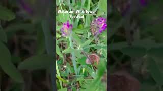 Waterton Wildflower Festival music cover guitar singer beautifulthings bensonboone pop canad [upl. by Formenti396]