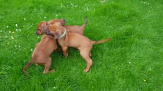 Rhodesian Ridgeback Kennel vom Okavango  Welpen 6 Woche II [upl. by Lizzy]