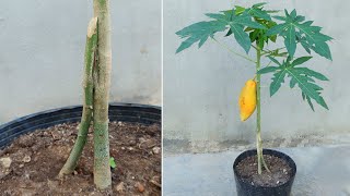 How to Propagate and Graft Papaya trees to produce large fruits [upl. by Arba]