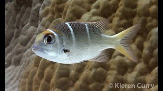 Bigeye Seabream  Monotaxis grandoculis [upl. by Aseyt]