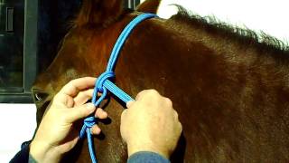 How To Properly Tie Your Rope Halter [upl. by Nilatak]