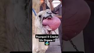 Pourquoi Les Chameaux Crachent Leurs Organes  😨 shorts [upl. by Graehme644]