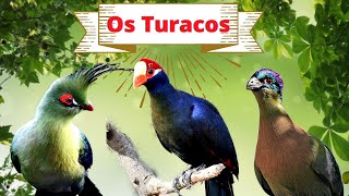 Os Turacos [upl. by Nosnevets400]