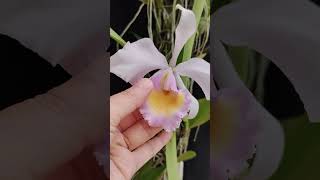 Cattleya trianaei var Albescens orchid anggrek nature [upl. by Ilrebmyk79]