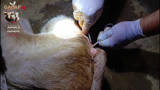 Gadap Veterinary Hospital The best veterinary services you can get 03305014479 03332884448 [upl. by Yrrum]