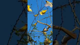 weaver attack boomslang [upl. by Pressey]