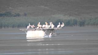 Dalmatian Pelicans in Bulgaria [upl. by Tartaglia]