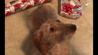 Dachshund Growling over Cookies [upl. by Shaya]