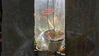 Developing anthurium roots in a propagator 🌿🌸 propagation anthurium flowers plants [upl. by Llenor859]