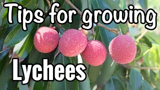 Petes Tips for Growing Lychees in South Florida [upl. by Walt130]