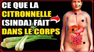 CITRONNELLE SINDA Bienfaits Miraculeux Dangers amp Comment lutiliser [upl. by Tongue]