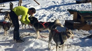 La vie dun musher et de ses chiens de traîneau dans le HautJura [upl. by Aleras]