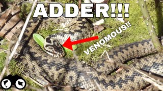 ADDER  VENOMOUS SNAKE IN THE UK The INCREDIBLE Adder  Snake Footage and Facts [upl. by Ardekan194]