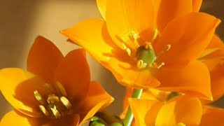 베들레헴의 별 Ornithogalum timelapse hyperlapse ×480 [upl. by Jeunesse]