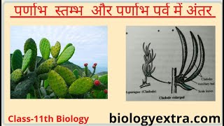 पर्णाभ स्तंभ और पर्णाभ पर्व में अंतर  Difference between Phylloclade and Cladode [upl. by Atekram]