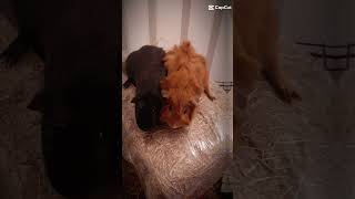 Go Piggy Go Piggy Go aww aww cute cute capybara goviral pets guineapig edit newchannel [upl. by Morell]