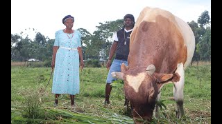 Part 1 Legendary Mshiere The Godmother of Bullfighting and Her Unbeatable Bull Simba wa Mengo [upl. by Elli]