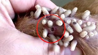 WATCH IN THIS VIDEO BOTFLY REMOVAL FROM DOG [upl. by Noda]