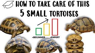 TOP 5 Best Small Tortoises for Pets [upl. by Nile]