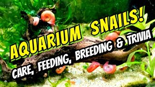 Ramshorn Snails Bladder Snails amp Pond Snails Breeding Feeding Cleaning amp Care for Pest Snails [upl. by Onairelav207]