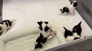 Havanese Puppies Playing at 3 weeks Old 2024 02 06 [upl. by Arnulfo]