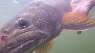 Lake Trout Downrigger Action [upl. by Elay]