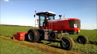 Massey Ferguson WR9760 Windrower with Reichhardt AutoSteer [upl. by Mosby]