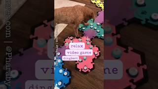 Talking Dog Was Confused amp It Was Adorable 🥰 aic talkingdog smartdog dogtoys enrichmentfordogs [upl. by Arlyn259]