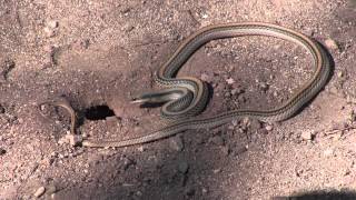 Snake Peeks 10 Dig it Western Patchnosed Snake Going After a Rodent [upl. by Banna]