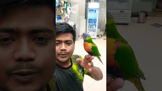 Rainbow lorikeet sounds 🗣️ [upl. by Aelem]