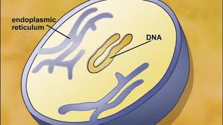 Endosymbiotic Theory of Eukaryotic Cells Origin [upl. by Daniel]