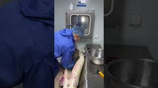 How Caviar extraction from Sturgeon [upl. by Caritta]