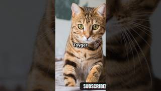 Meet the Adorable Toyger cute cat pets [upl. by Flanigan]