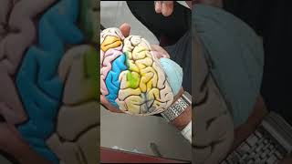 ।।Brain Model।।Bangla Demonstration।। [upl. by Orteip]