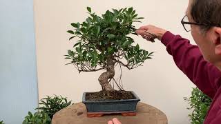 Ficus Bonsai Care and Pruning [upl. by Cappello]