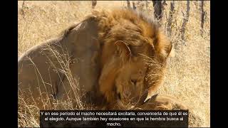 Leones el momento del apareamiento [upl. by Fasta995]