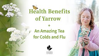 Health Benefits of Yarrow Plant  Yarrow Tea for Colds and Flu [upl. by Anniram591]