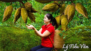 How to harvest Rhodomyrtus tomentosa Berries amp Selling  Harvesting amp Cooking  Daily Life [upl. by Eiramit194]